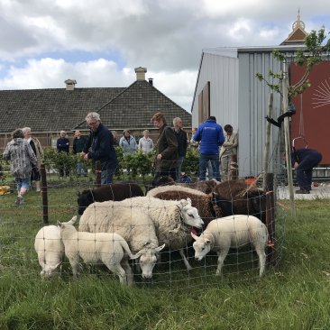 Schapen staan klaar om geschoren te worden voor de opening van de expositie 100% Wol