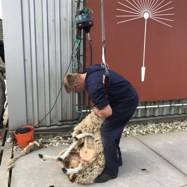 Schaap wordt geschoren