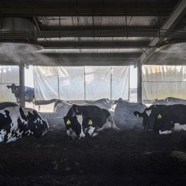 Melkkoeien van melkveebedrijf Al Ain, Abu Dhabi. Foto door Kadir van Lohuizen