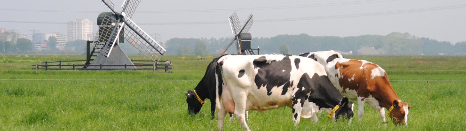 Koeien in een weiland bij Leeuwarden