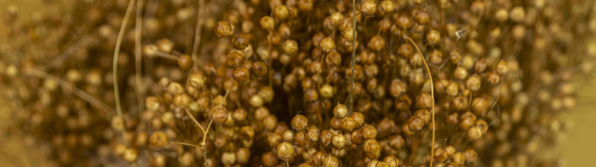 Close up foto van gedroogd vlas