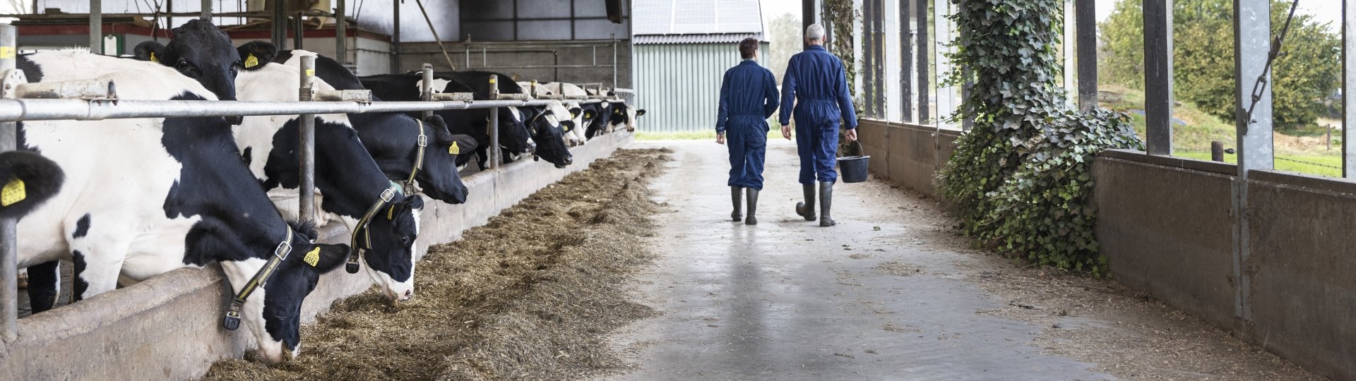 Twee personen in een stal met koeien