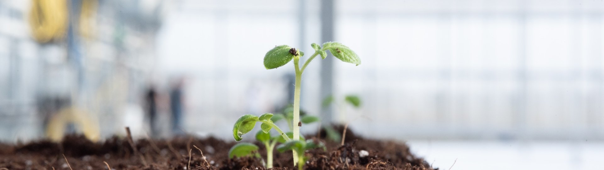 Aardappelplantje in de aarde in een kas