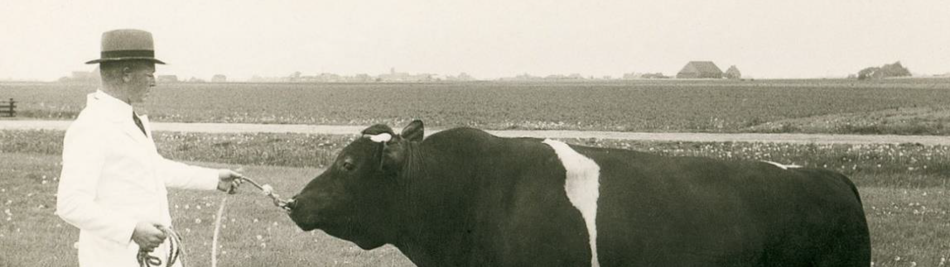 Zwartwit foto van Johannes Blanksma met stier Siguerd Optimist