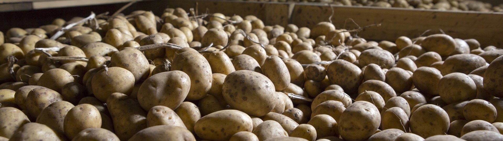 Aardappelen