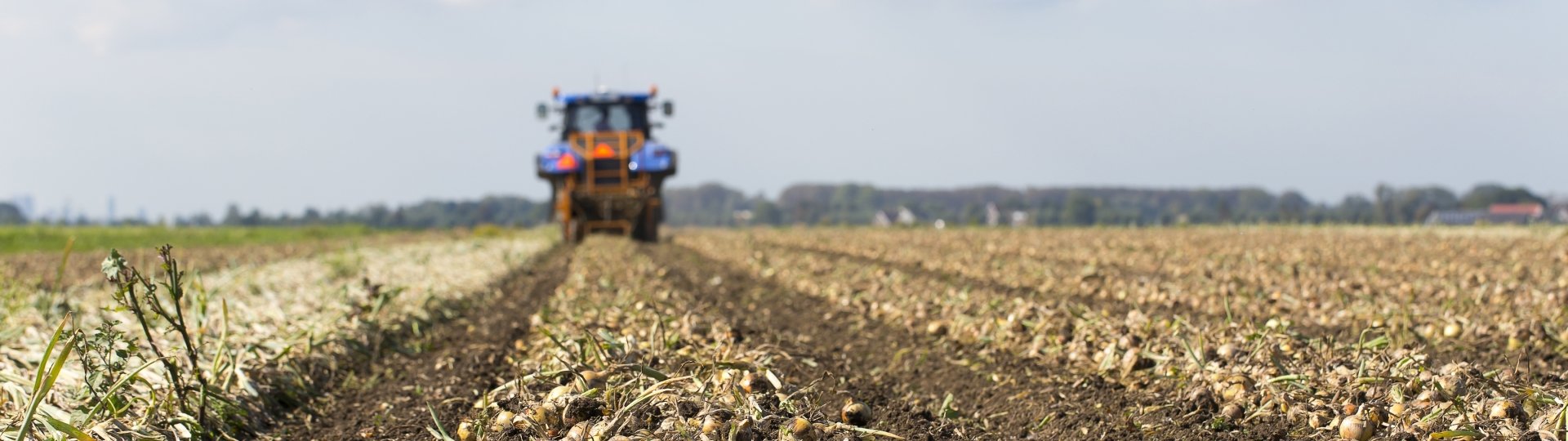 Landbouwwerktuig bewerkt grond met uien