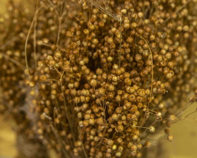 Close up foto van gedroogd vlas