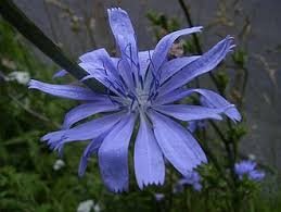 Blauwe bloem van de cichoreiplant