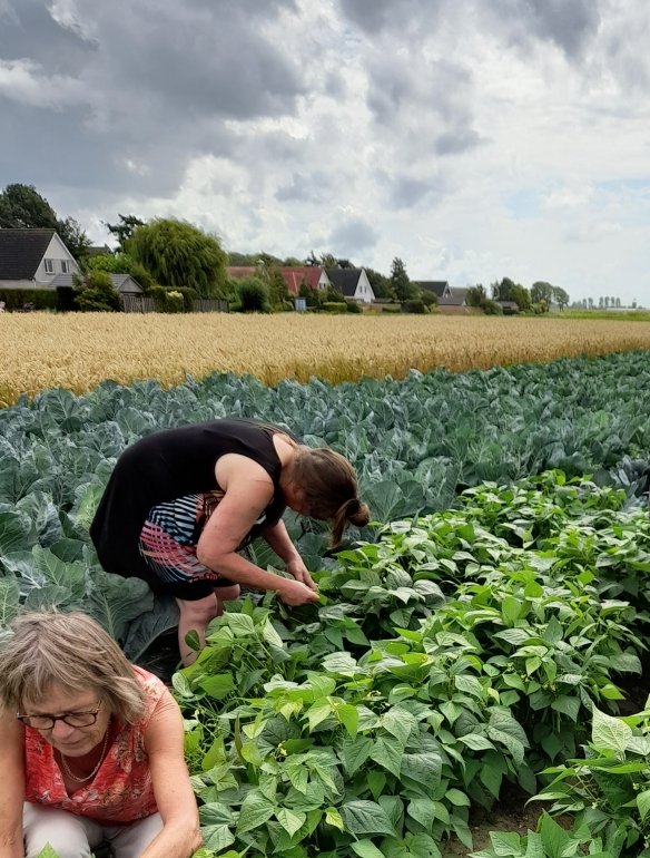 Mensen plukken sperziebonen
