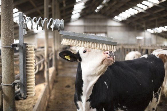 Melkkoe strijkt met haar kop langs een borstel
